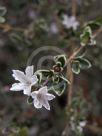 Serissa japonica Variegata