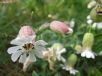 Silene uniflora