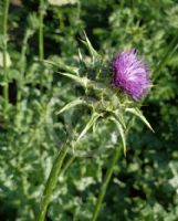 Silybum marianum