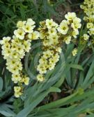 Sisyrinchium striatum