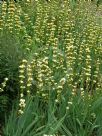 Sisyrinchium striatum