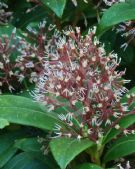 Skimmia japonica