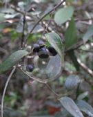 Smilax glyciphylla