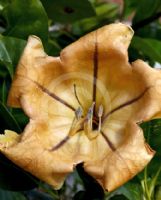 Solandra maxima