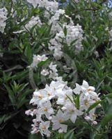 Solanum laxum Album