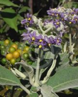 Solanum mauritianum