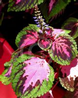 Plectranthus scutellarioides