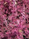 Plectranthus scutellarioides
