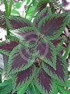Plectranthus scutellarioides