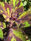 Plectranthus scutellarioides