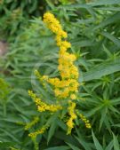 Solidago canadensis