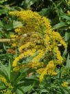 Solidago canadensis