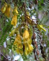 Sophora microphylla