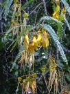 Sophora microphylla