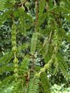 Sophora microphylla