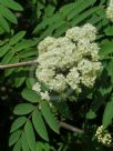 Sorbus aucuparia