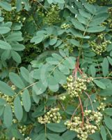 Sorbus hupehensis