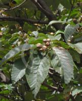 Sorbus megalocarpa