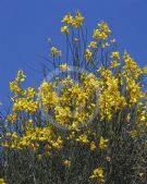 Spartium junceum