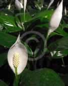 Spathiphyllum wallisii