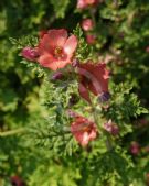 Sphaeralcea munroana