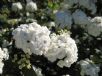 Spiraea cantoniensis Flore Pleno