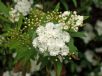 Spiraea cantoniensis Flore Pleno