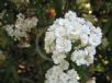 Spiraea cantoniensis Flore Pleno