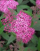 Spiraea japonica Anthony Waterer