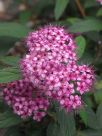 Spiraea japonica Anthony Waterer