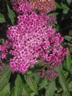 Spiraea japonica Anthony Waterer