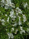 Spiraea thunbergii