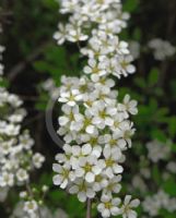 Spiraea Arguta