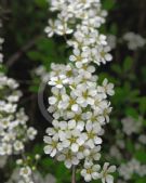 Spiraea Arguta