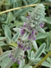 Stachys byzantina