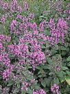 Stachys macrantha
