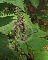 Stachys sylvatica