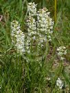 Stackhousia monogyna