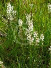 Stackhousia monogyna