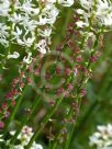 Stackhousia monogyna