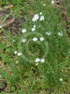 Stellaria pungens