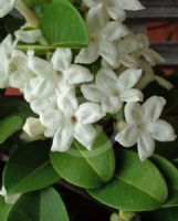 Stephanotis floribunda