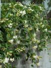 Stephanotis floribunda