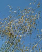 Stipa gigantea