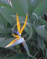 Strelitzia reginae