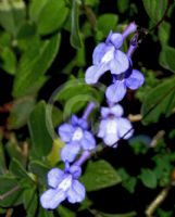 Streptocarpus saxorum