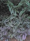 Strobilanthes dyeriana