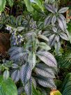 Strobilanthes dyeriana