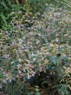 Strobilanthes gossypina