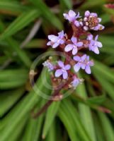 Stylidium graminifolium